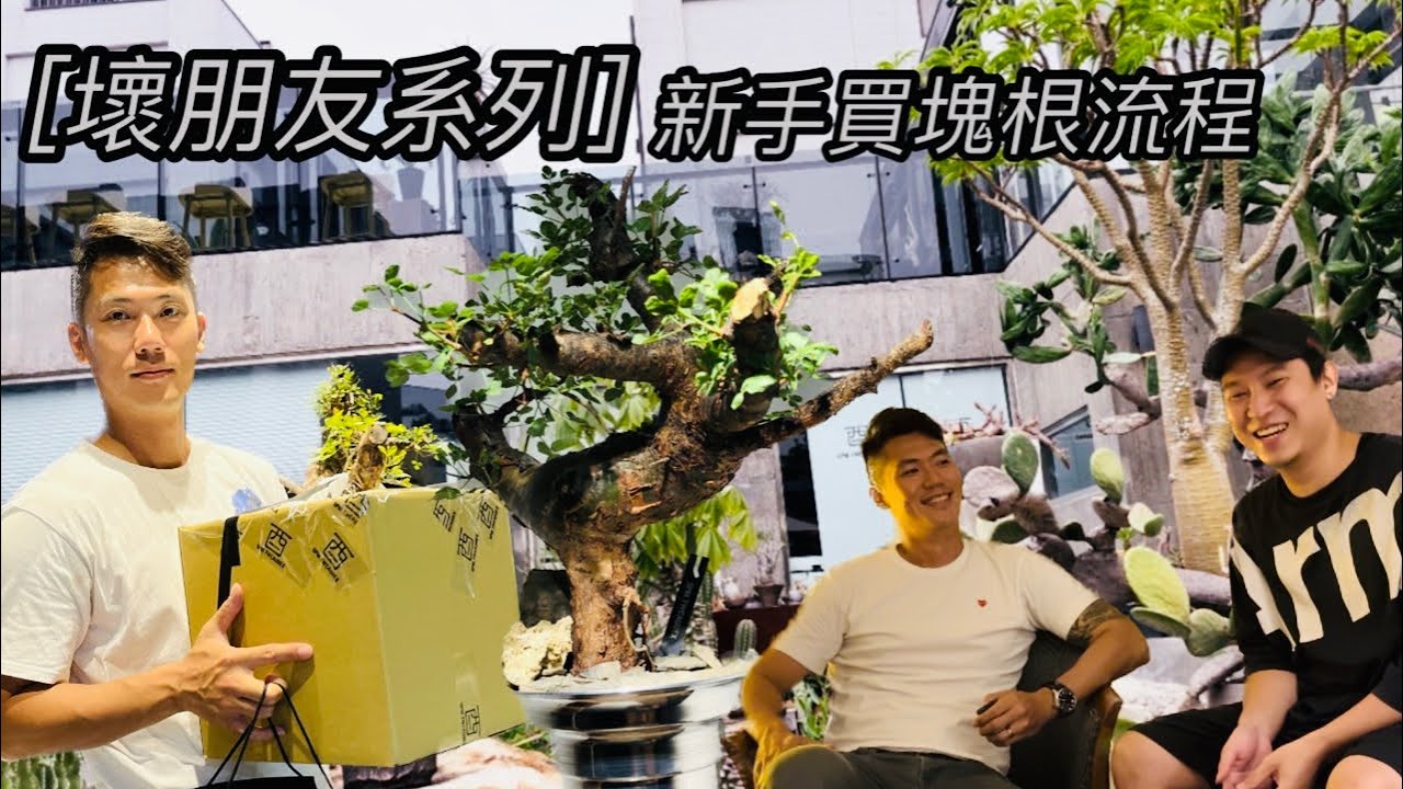［壞朋友系列］帶著我的好兄弟買塊根去🤩示範新手如何購買塊根植物，一定要認真看喔💪塊根植物/龍舌蘭/安哥拉葡萄甕/黑皮沒藥/黑王丸/酉
