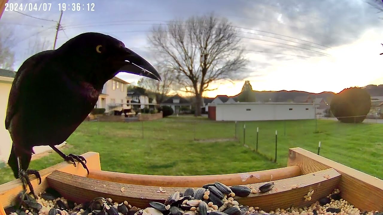 Grackle at evening feeding