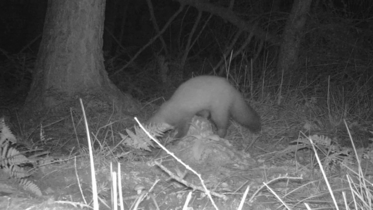 Pine Marten at night