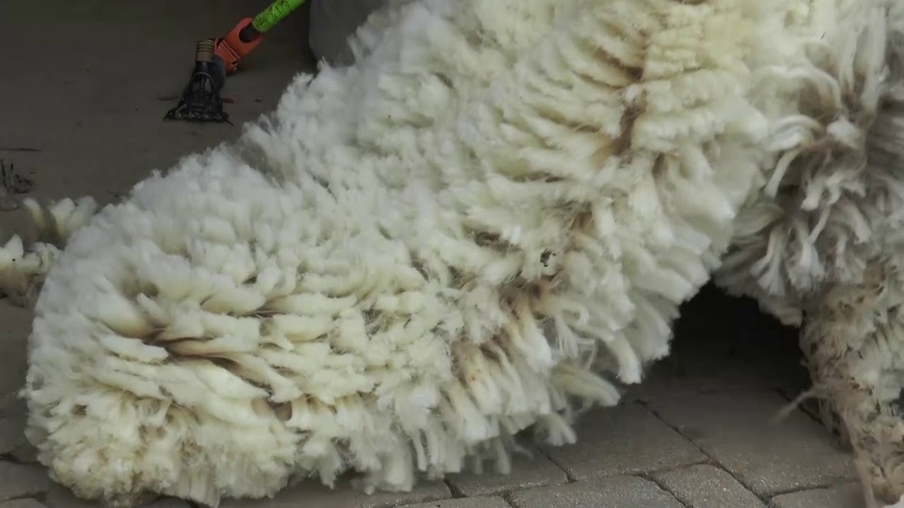 Career Connections: Sheep Shearer