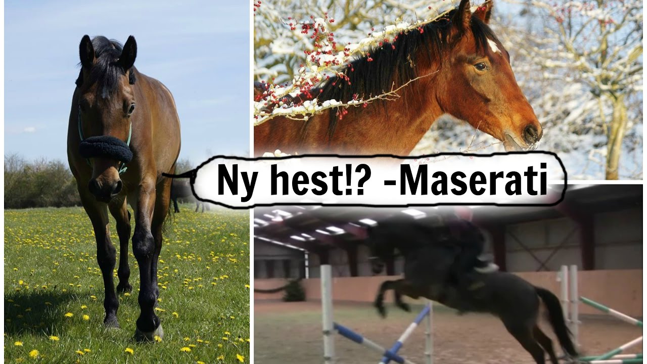NY HEST!? - Vi henter Maserati