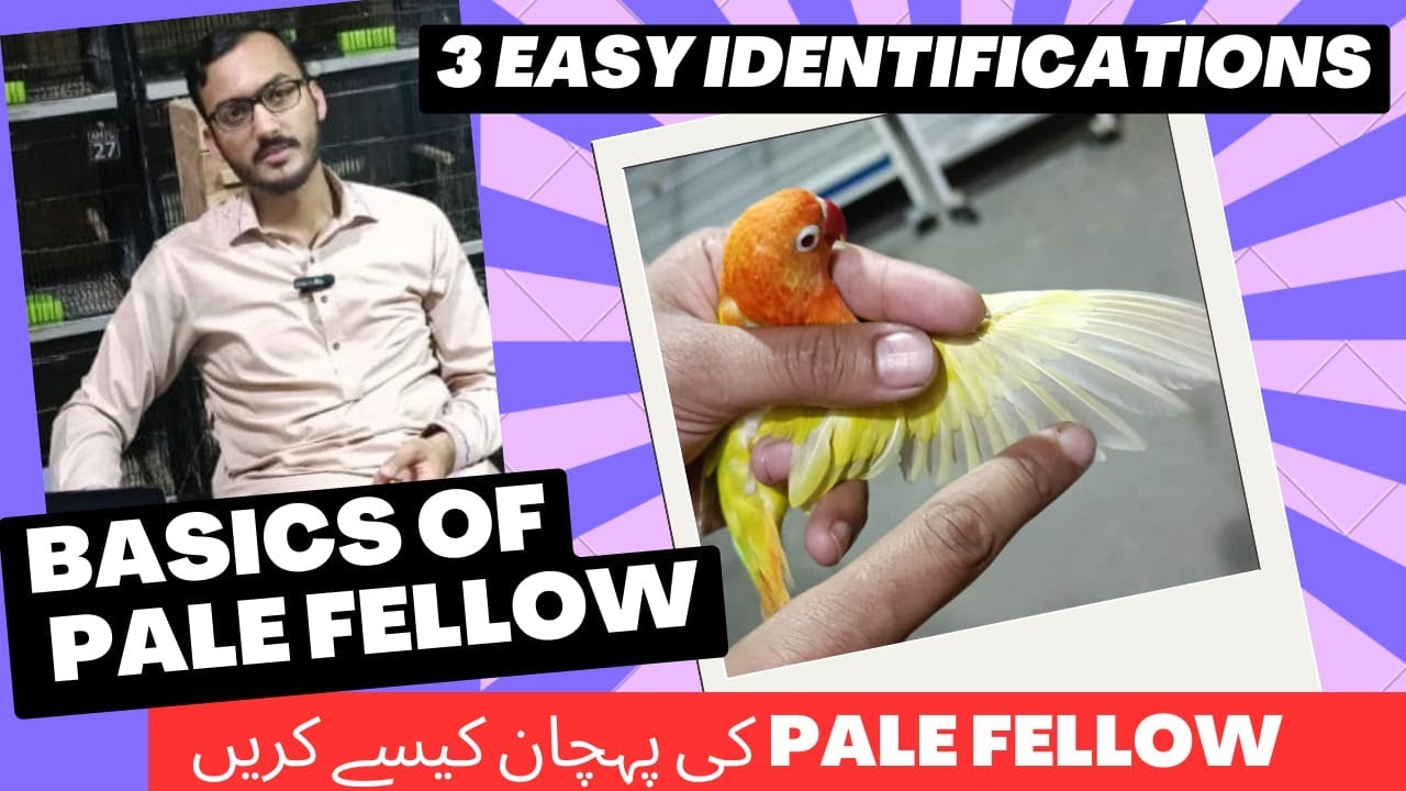 Pale Fellow Ki Pehchan | Basics | Easy Identification | Shani Bhai Aviary