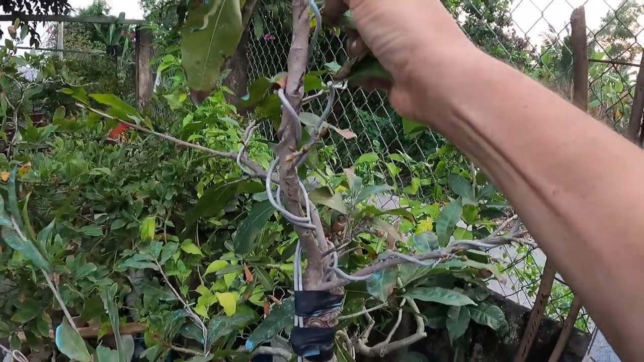Lạt lá mai vàng