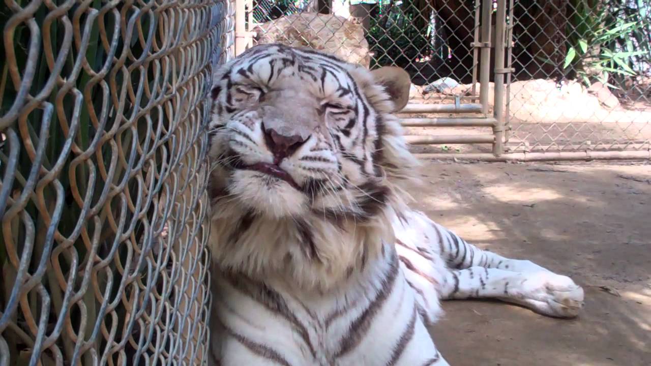 WILDLIFE WAYSTATION AMUSING TIGER TALK!