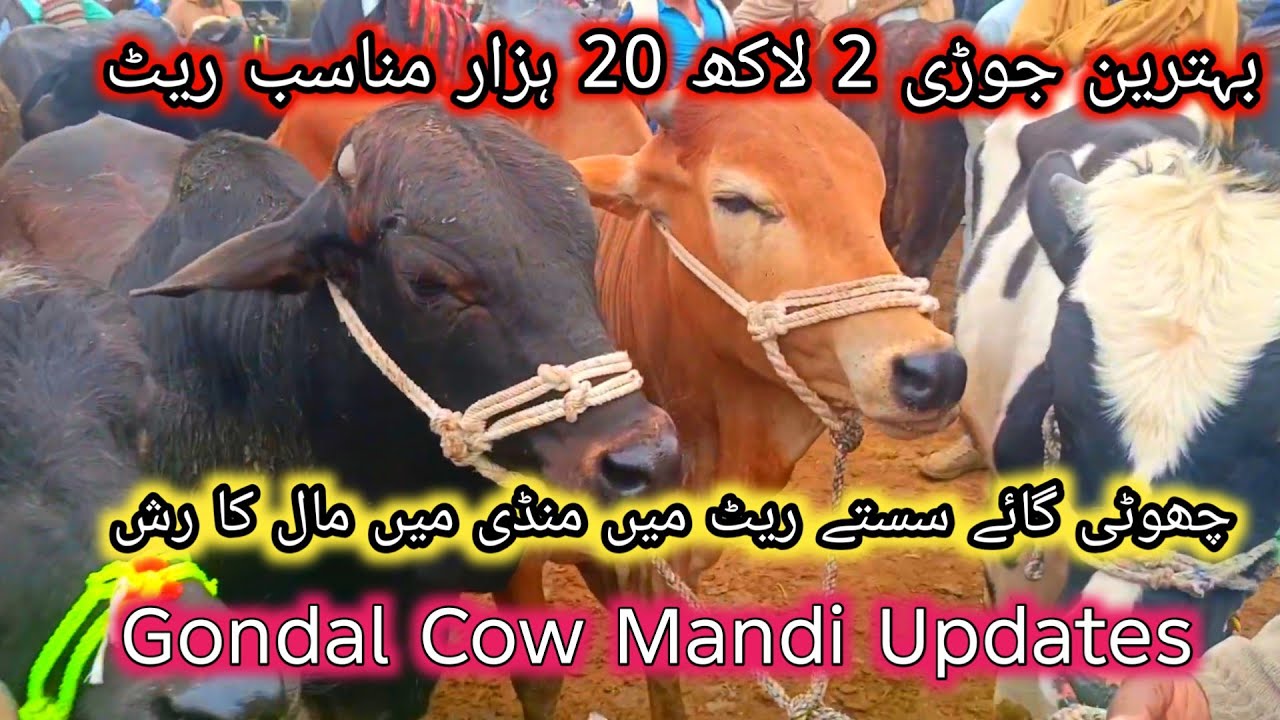 Gondal Cow Mandi Updates | Choti Cow Sasty Rates | Mandi Ma Maal Ka raash 