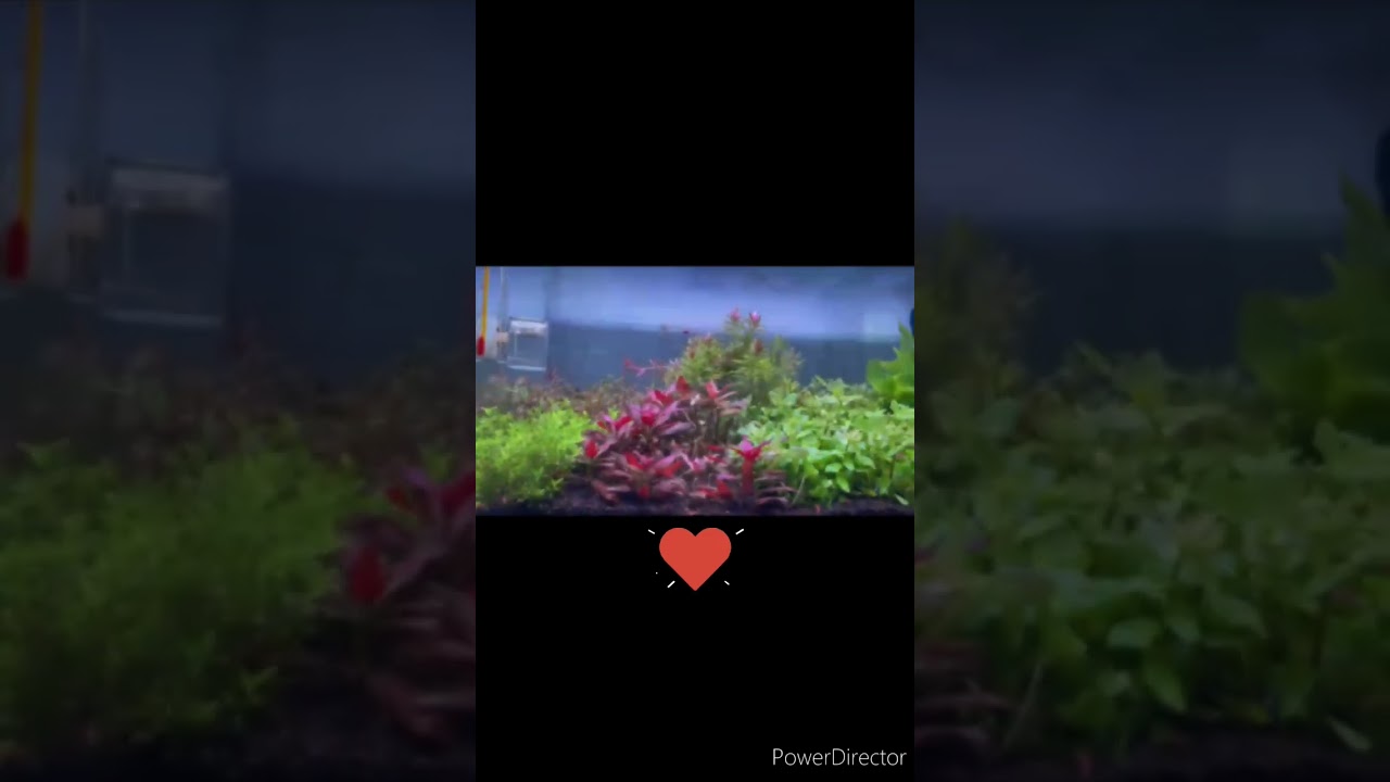 #plantedaquarium #plantedtanks 45cmplanted tank