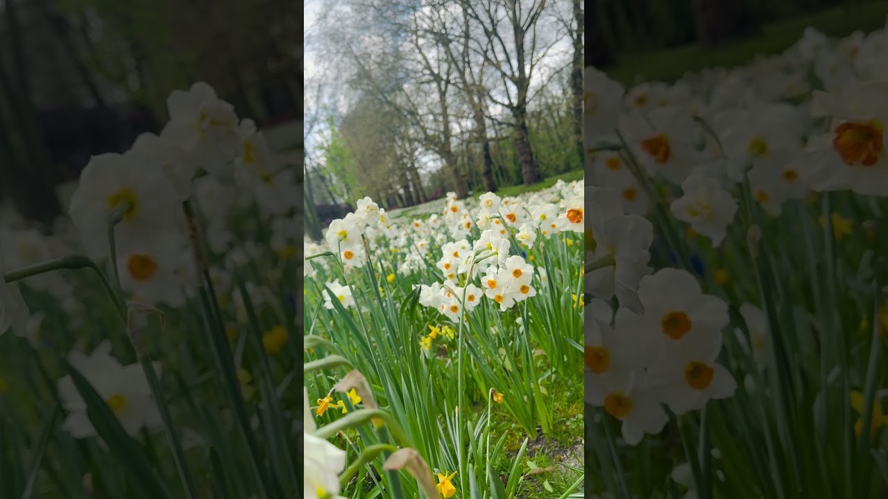 Beautiful Daffodils Garden in Belgium #daffodil #garden #flowers #spring #springineurope #belgium