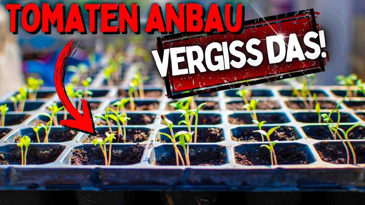 Tomaten selber Anbauen 😱 Die schnellste Methode vom Samen bis zur Blüte!