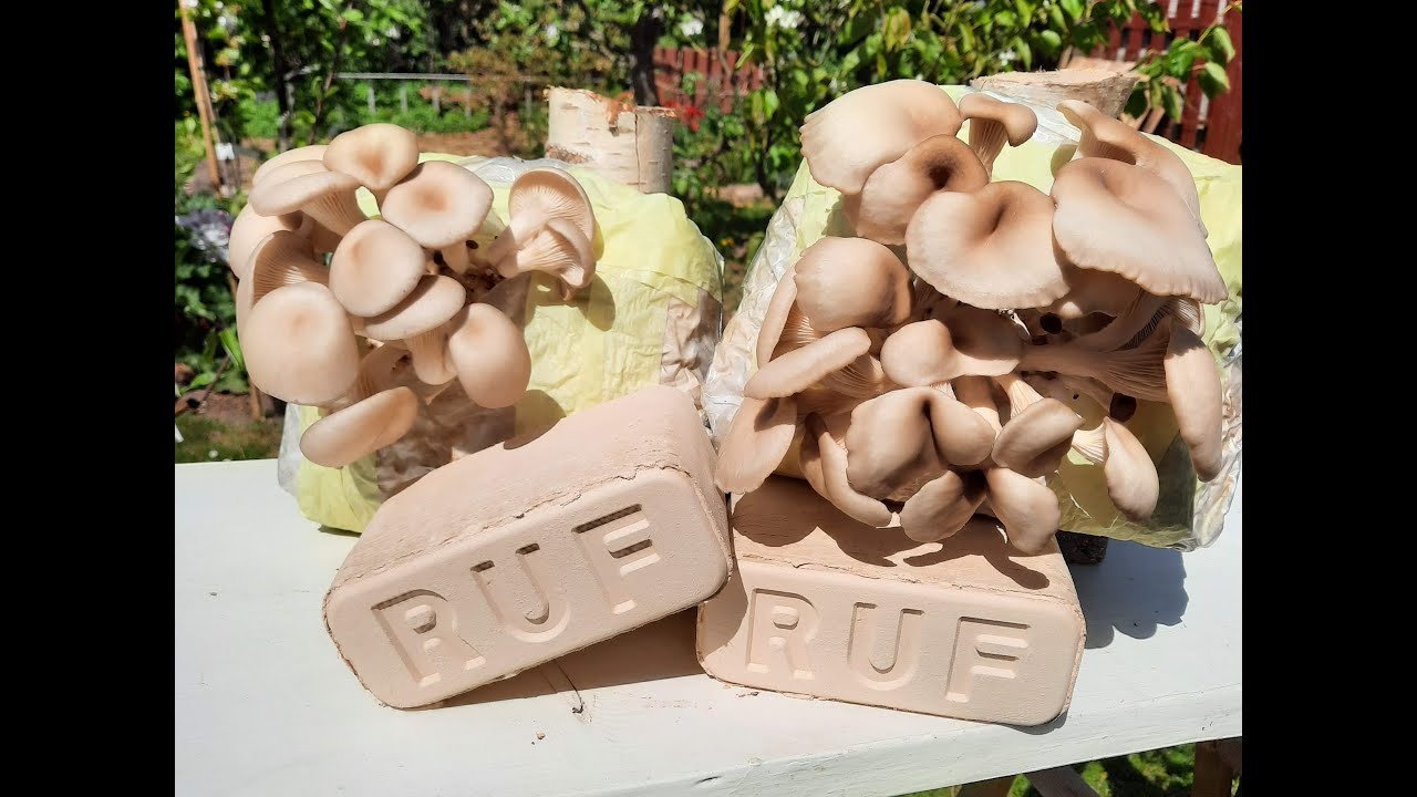 Fyns Ø Svampe - Dyrker Østershat på træbriket af Birketræ