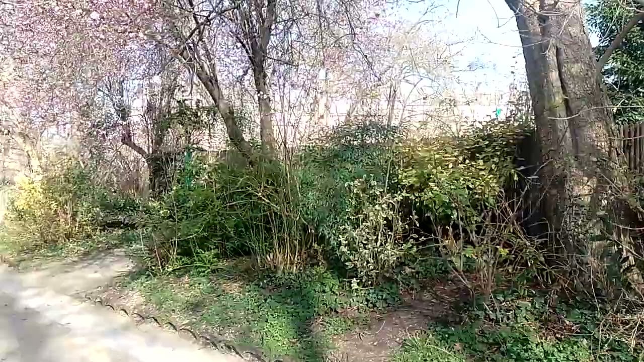 Square des Batignolles : un arbre