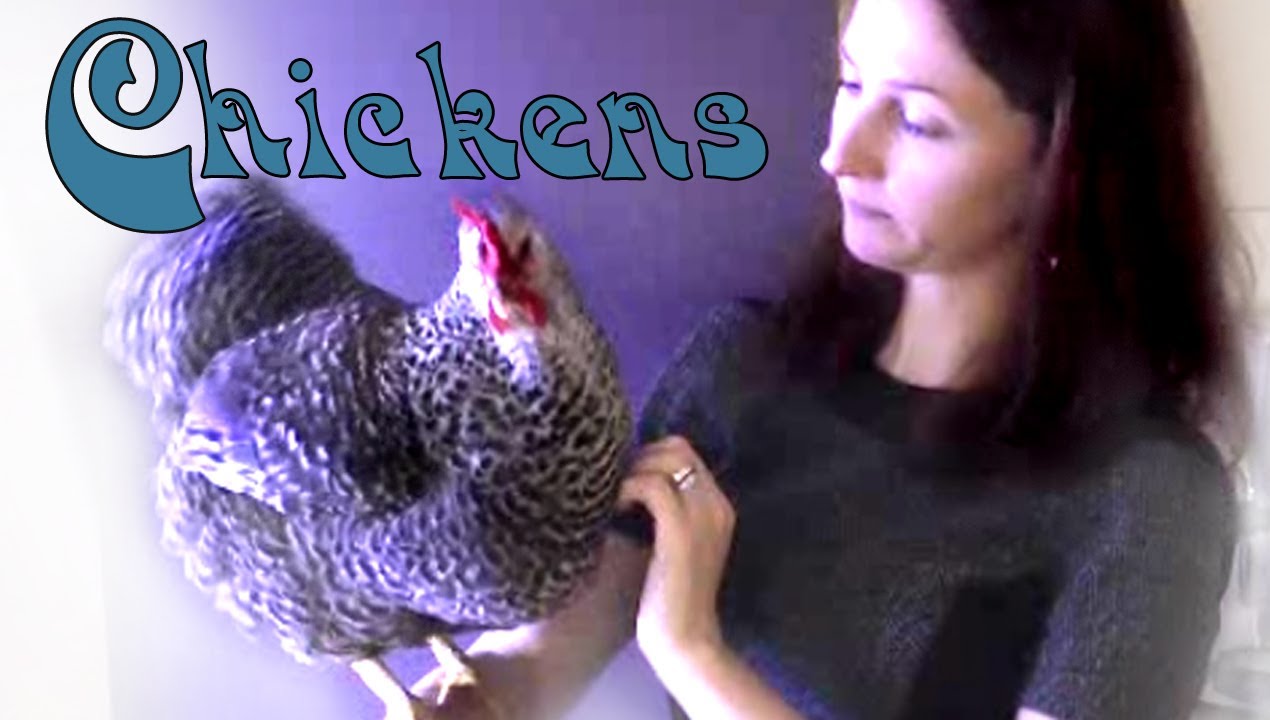 Chickens As Pets: Training Tips and Tricks