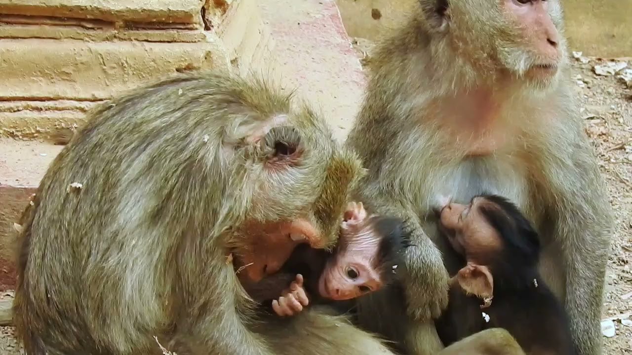 Little monkeys play with cute mommy / Cute Macaque