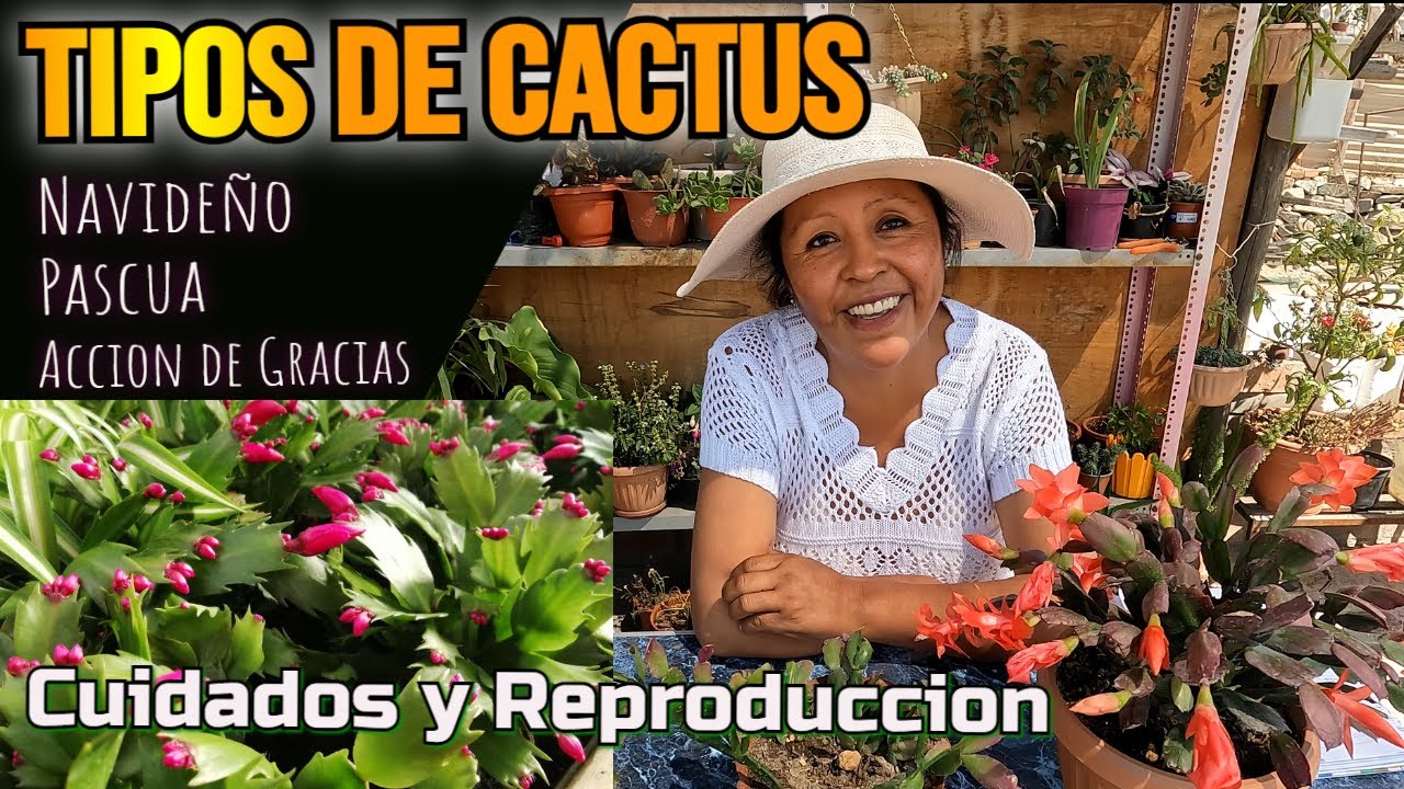 CACTUS DE NAVIDAD /Cuidados - Tipos -Schlumbergera 