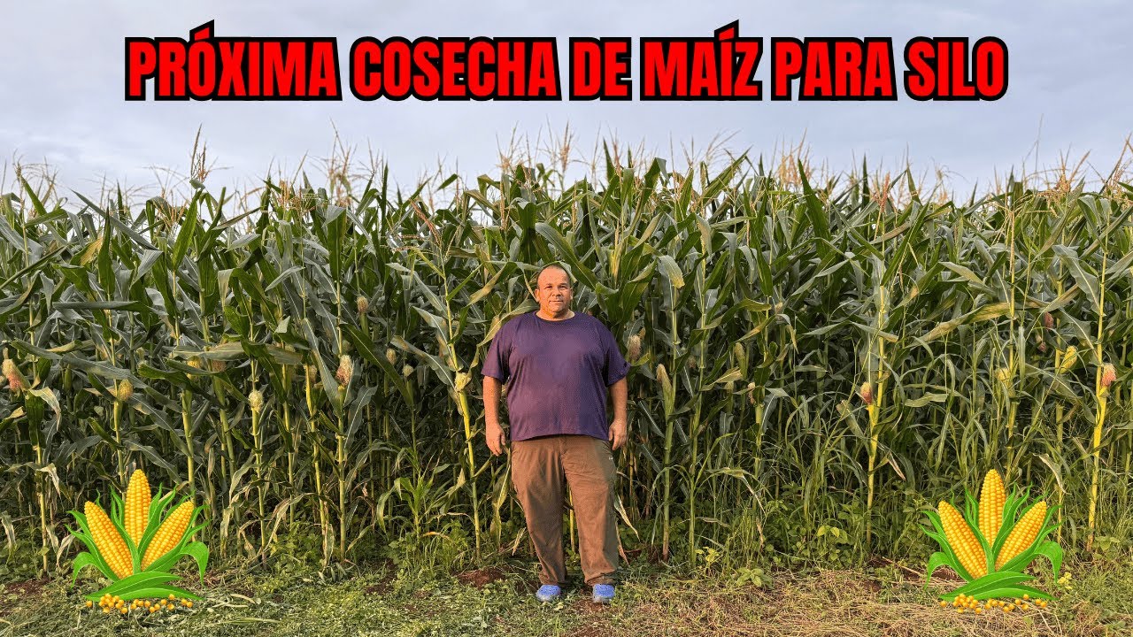 PRÓXIMA COSECHA DE MAÍZ PARA SILO