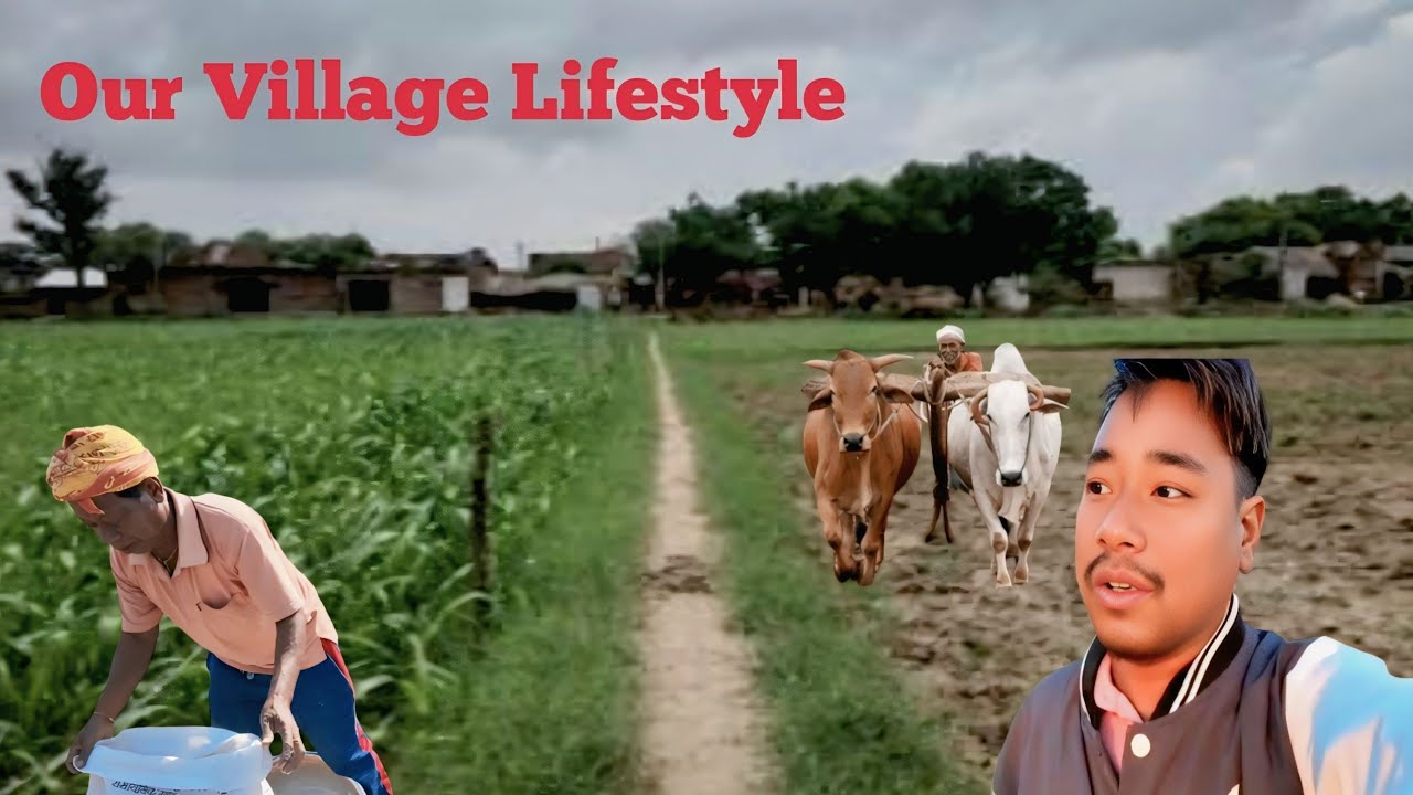 गांव की सुबह की सुंदर नजारा/Bholashankar Vlog #dailyvlog #lifestylevlog @bholashankarvlog