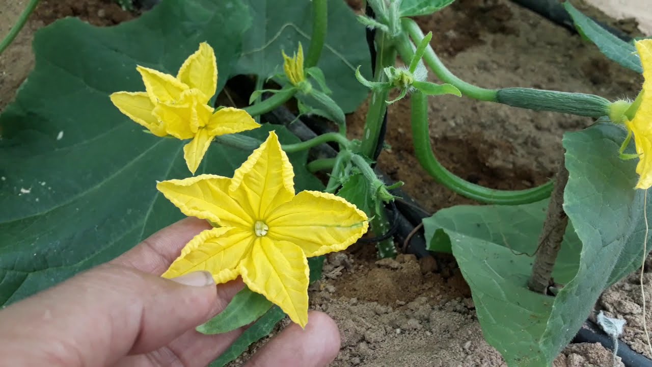 ما يجب أن يكون عليه الخيار الشتوى بعد 35 يوم من الزراعة ..