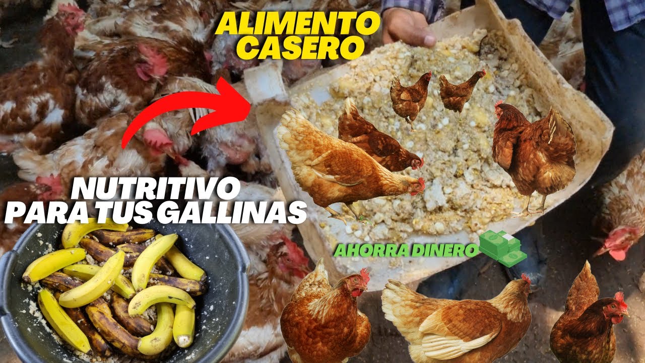 Crea tu Propio Alimento para Gallinas ponedoras Casero - Ahorra mucho Dinero - Muy Nutritivo