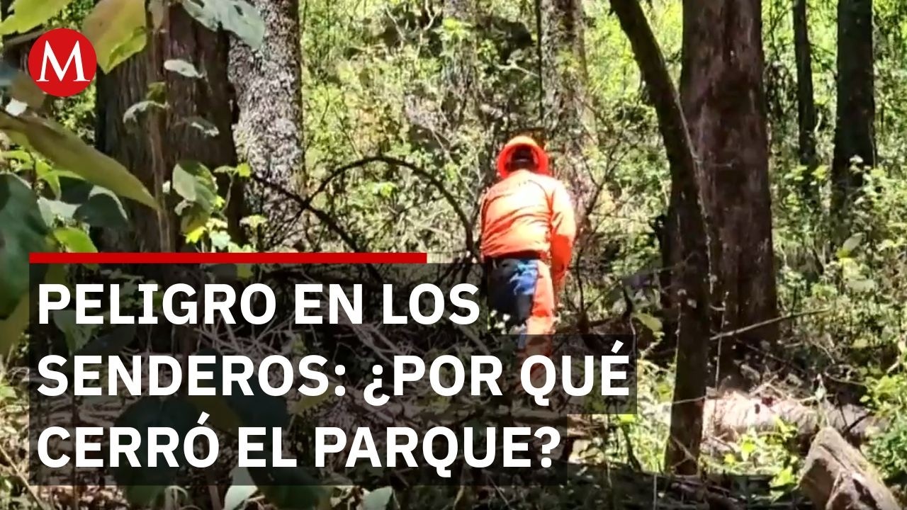 Cierran Parque Nacional 'El Chico' por plaga de 'gusano descortezador'