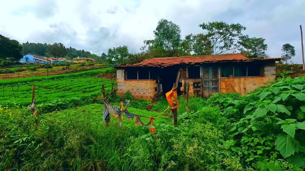 Indian farmlands | Nilgiri's natural beauty, walk tour of scenic farmlands, Thoraihatty to Karakal