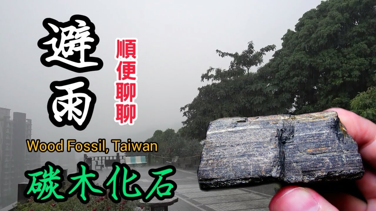 【力克行腳】避雨&閒聊：碳木化 (Wood fossil, Taiwan)
