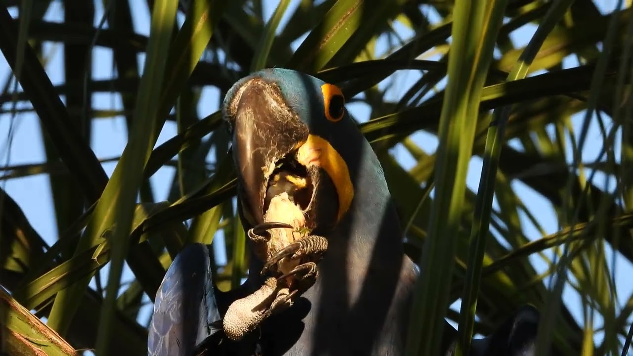 HYACINTH MACAWS!!! BEAUTIFUL!!! ARARA-AZUL GRANDE: CHEIA DE BELEZA E APETITE!!! :-D