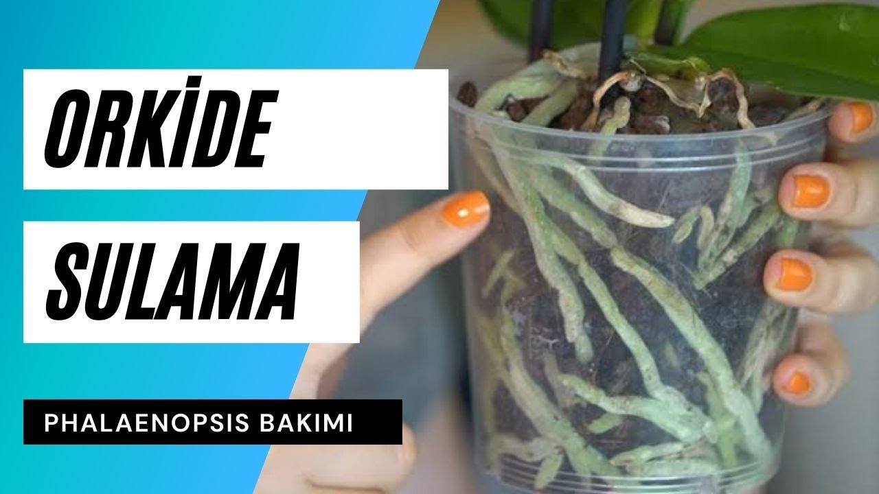 Orkide nasıl sulanır? | Orkide sulama ve orkide bakımı püf noktaları