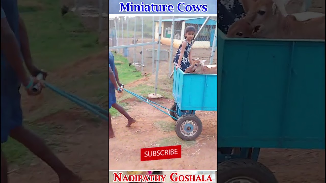 Miniature Cows ride on trolley #short #yt #cow #farm #indian #hindi