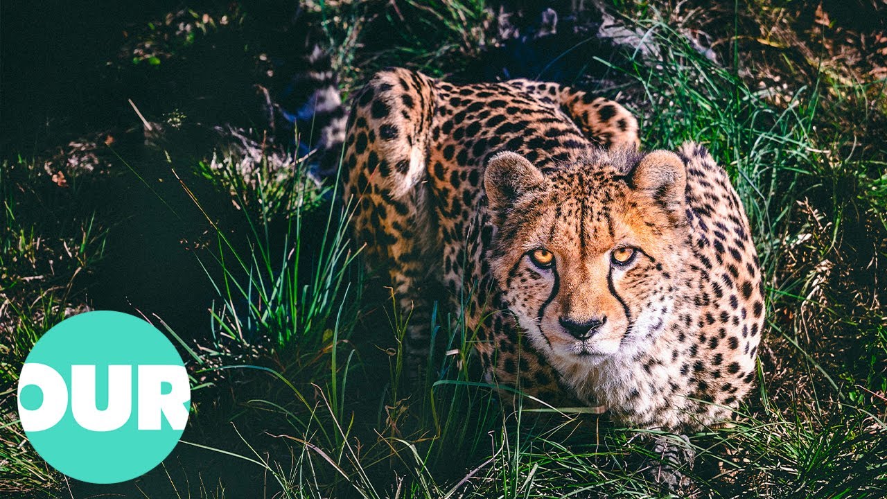 The Adventures of a Cheetah Family in the Savannah | Our World