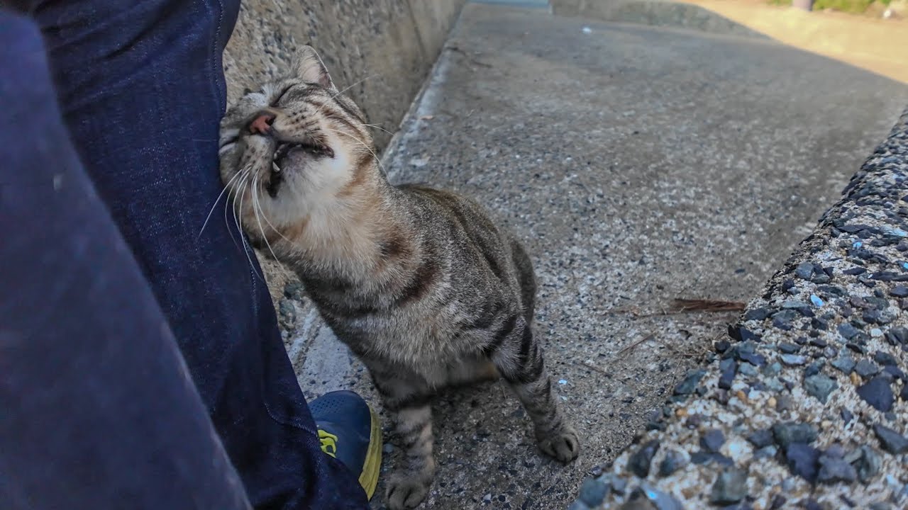 猫島の猫居住区の端にある神社の守り猫、滅多にここまで人が来ないので誰か来ると喜んで甘えてくる
