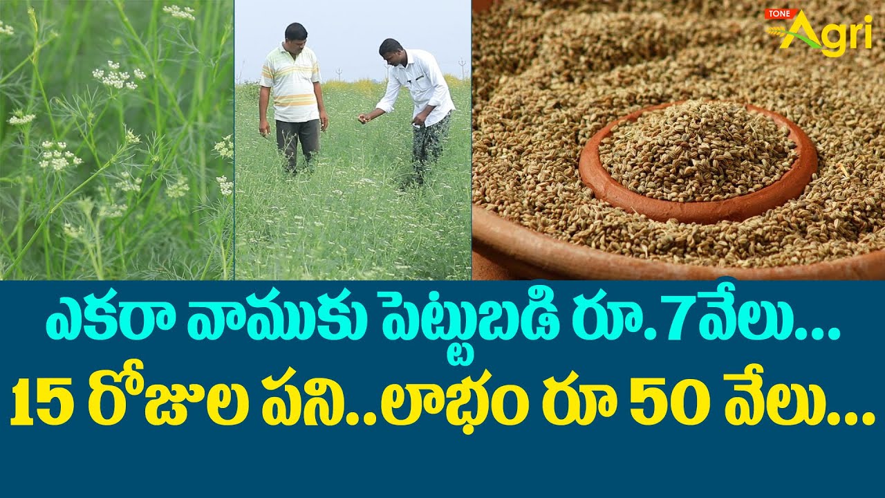 Vamu, Ajwain Cultivation | ఎకరా వాముకు పెట్టుబడి రూ.7వేలు.. 15రోజుల పని.. లాభం రూ.50వేలు.. Tone Agri