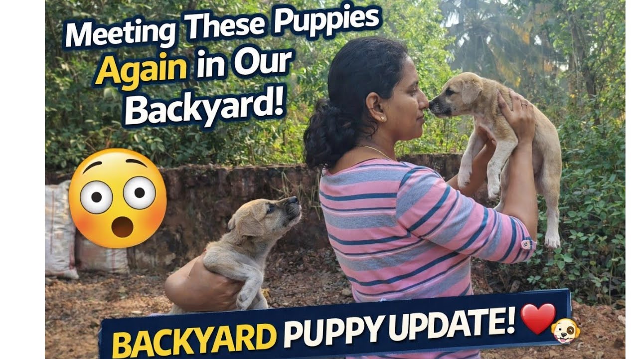 They’re Growing So Fast! Backyard Puppy Update 🥰 #viral #viralvideo #shortvideo #funny #shortsfeed 