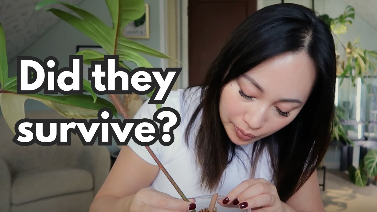 Major Plant Chop—Survival or Failure?
