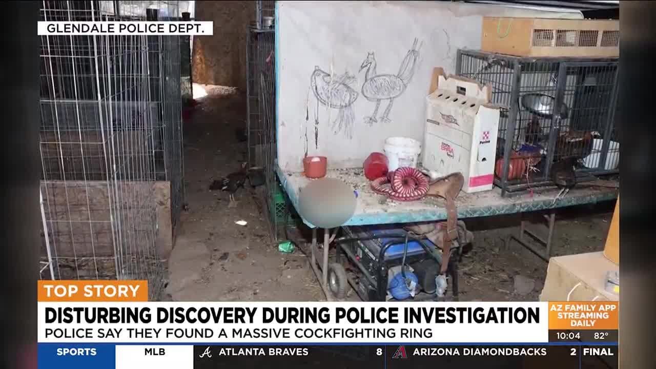 Phoenix man facing animal cruelty charge for alleged cockfighting ring
