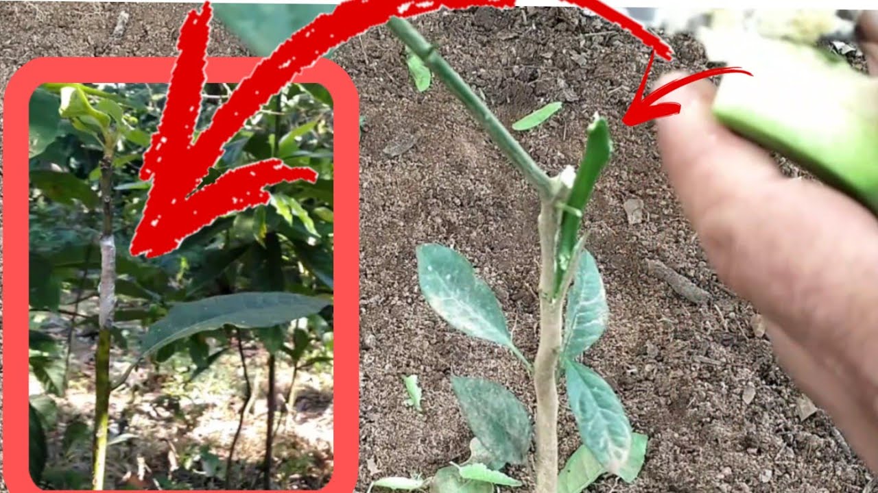 como fazer enxerto de laranja e limão MAIS FÁCIL top e diferente ( com banana verde)