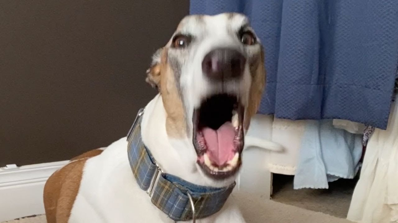 The most dramatic dog in the world