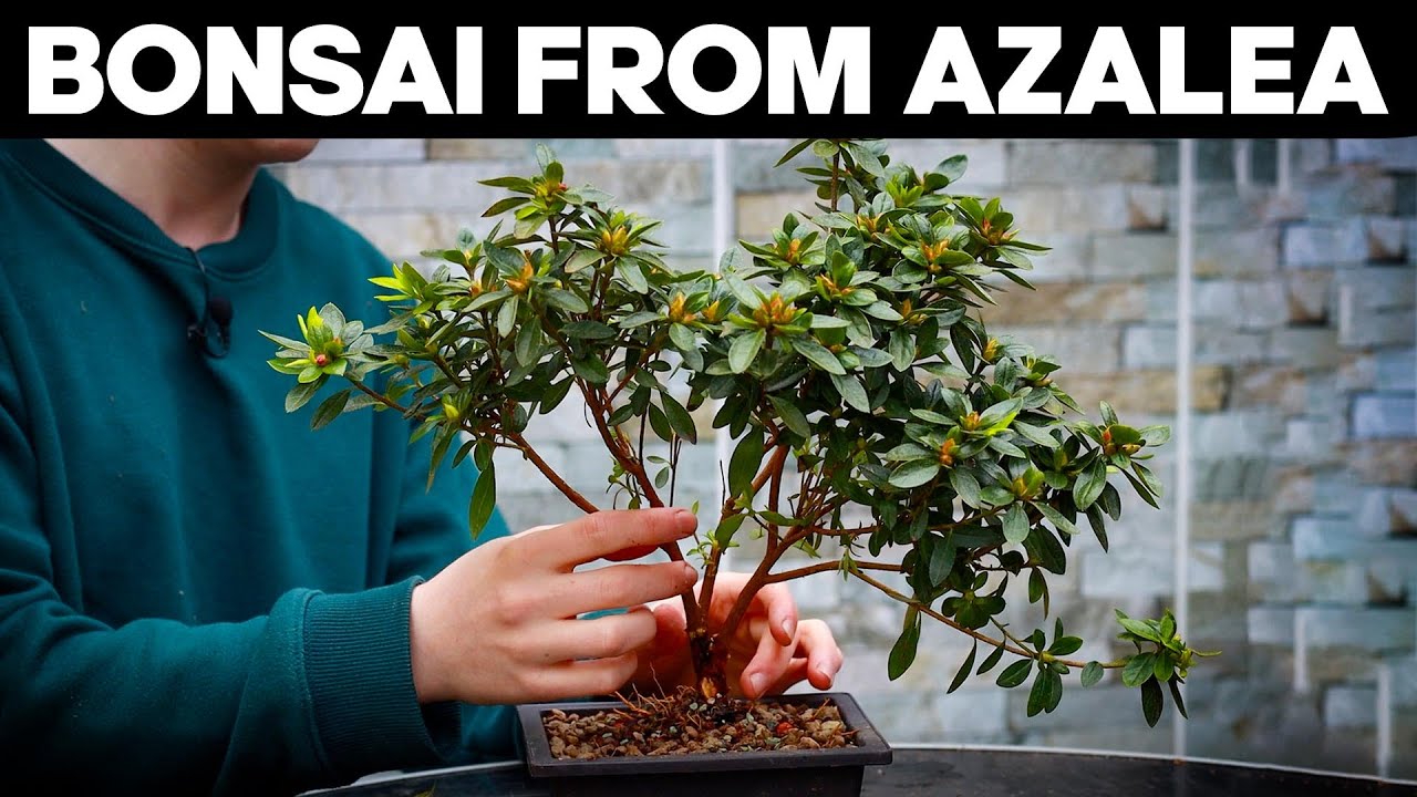 Как сделать бонсай из азалии🌸*ЛЕГКО*