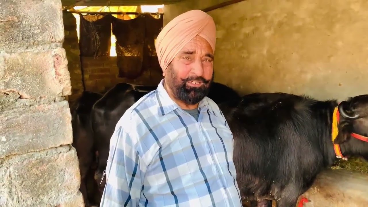 11 febuary 2026 ਟੋਪ ਕੁਆਲਟੀ ਦਿਆ ਚੋਟੀਆਂਸੁਪਰ ਸਟਾਰ ਹਰਿਆਣਾ ਦੀ ਆ ⛳