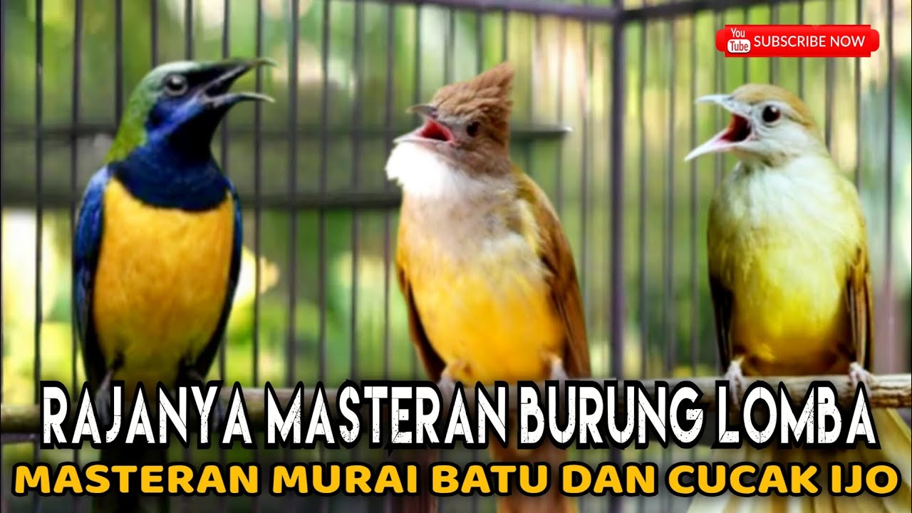 🔴MASTERAN GACOR MURAI BATU - CUCAK CUNGKOK KAPAS TEMBAK CUCAK JENGGOT cocok buat cendet ijo konin