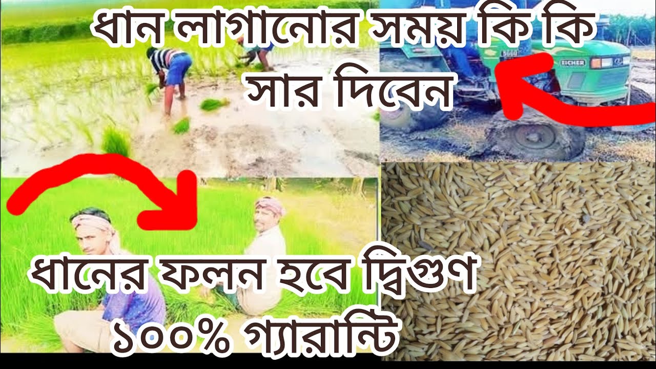 ধান লাগানোর সময় কি কি সার দিবেন । Dhan chaser sar babostha ,, #dhanerfolonbriddhiropai #dhanchas
