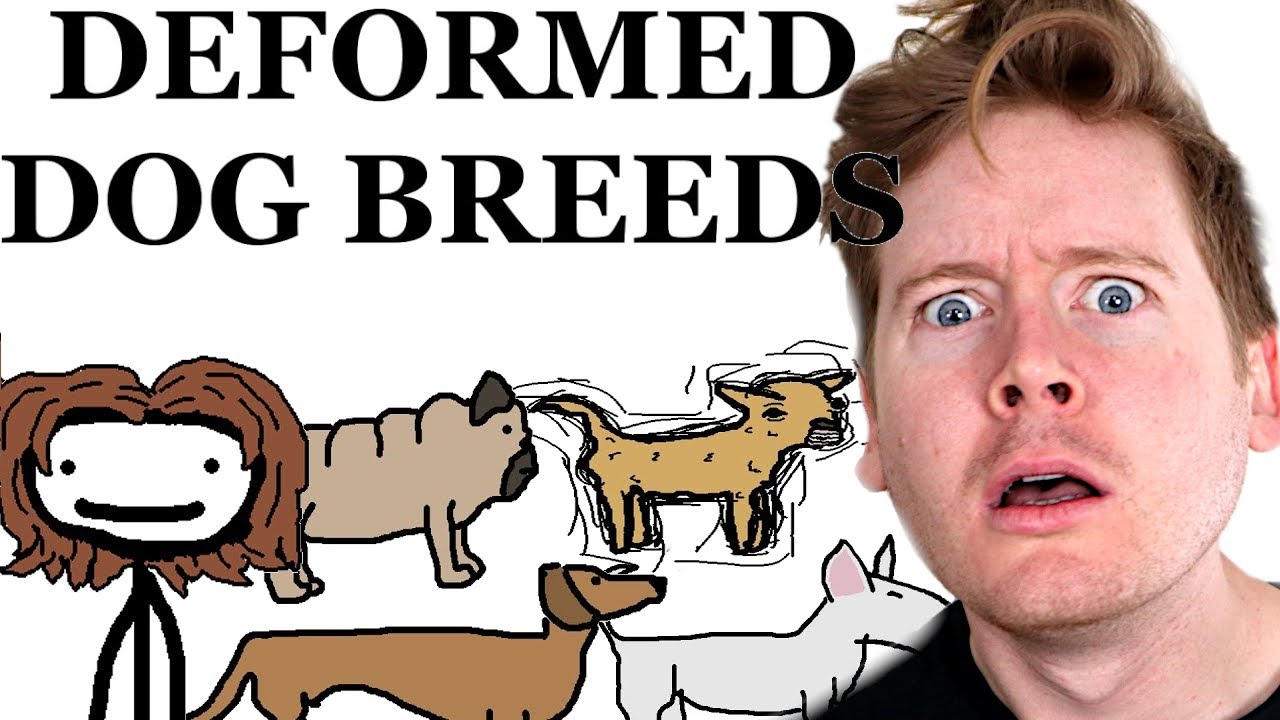 Reacting To Sam O'Nella For The First Time (Dog Breed Deformities)