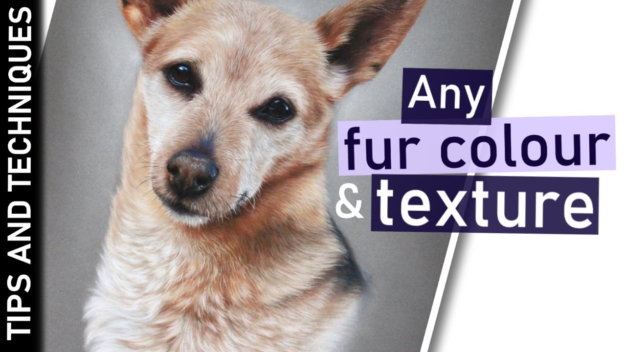 6 Top tips for drawing fur like a pro | With pastel pencils