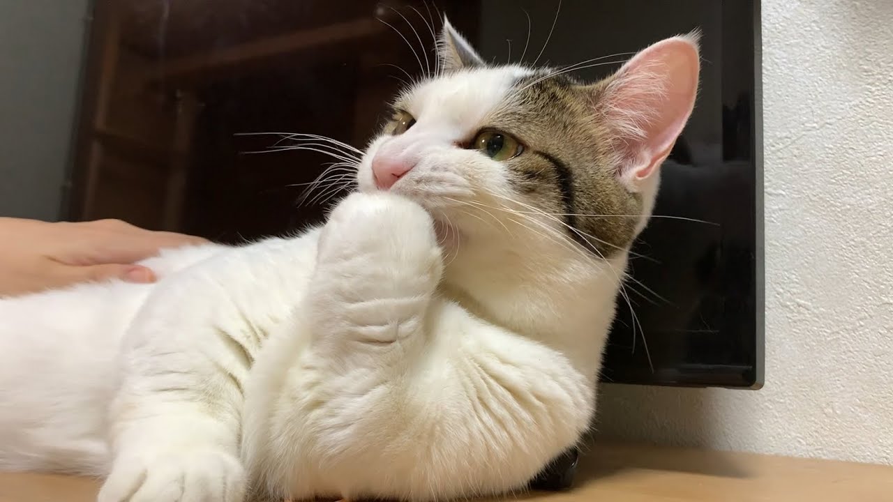 抱っこして爪切りさせてくれない猫