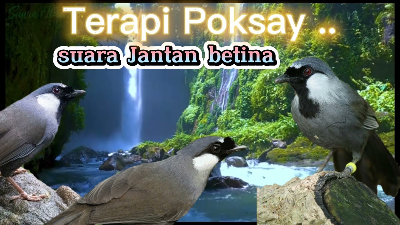 terapi Poksay Hongkong macet bunyi suara Jantan betina #poksayhongkong #poksayhongkonggacor