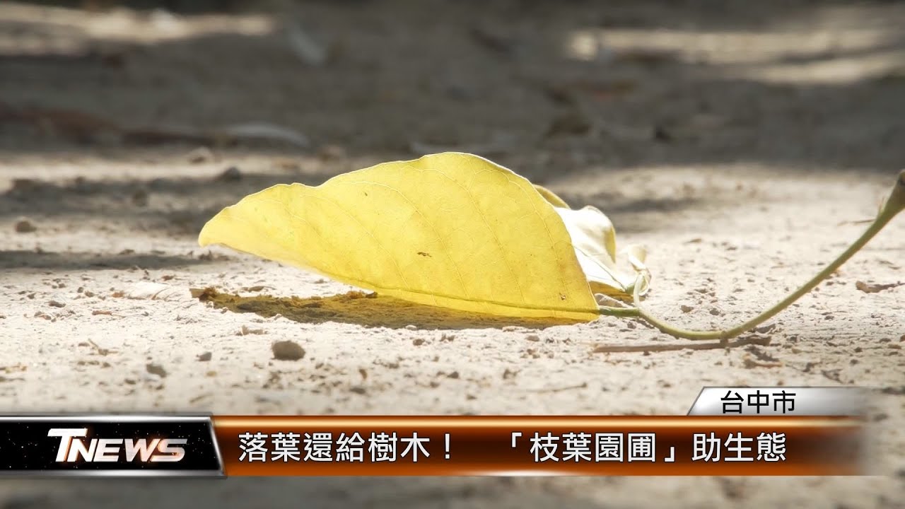 落葉還給樹木！  「枝葉園圃」助生態 │ T-NEWS聯播網