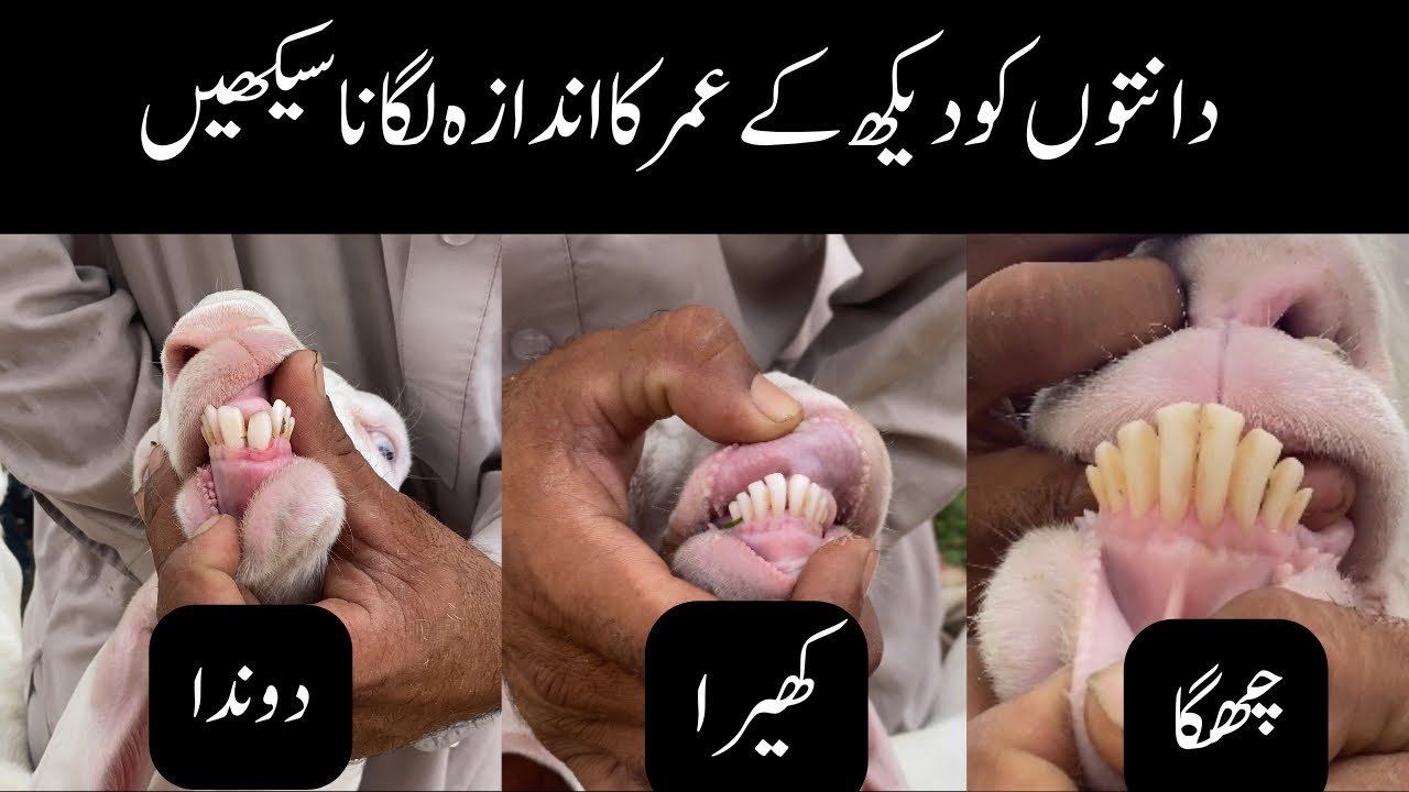 Age Estimation of Goat by Teeth || Goat Farming || Dr Noman Ali
