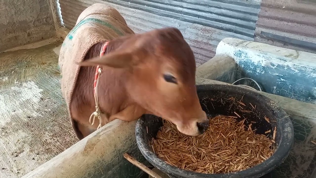 🐄🍀 Cow Eating Calmly – Peaceful Farm Feeding Time! 
