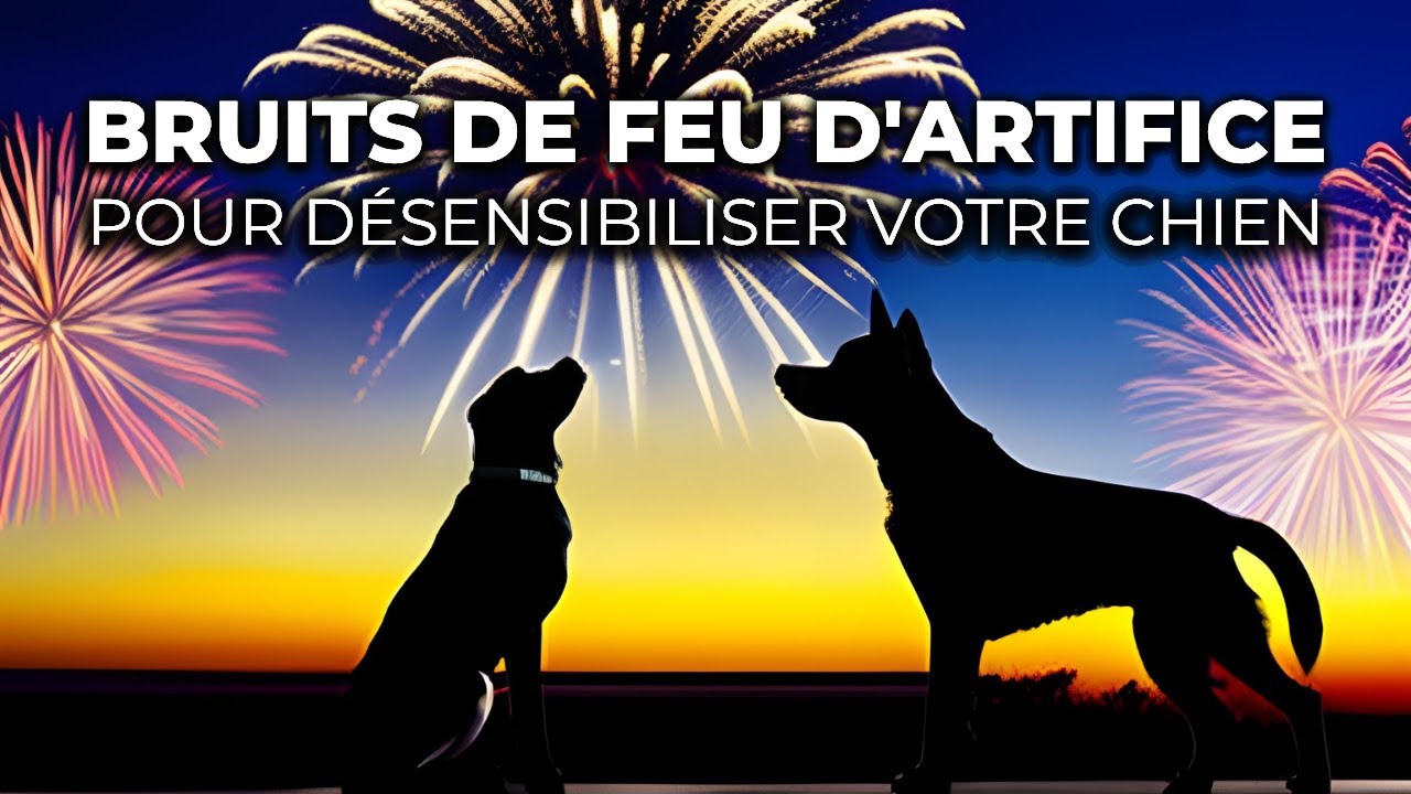 Bruits de Feux d'Artifice pour D&eacute;sensibiliser votre Chien | R&eacute;duisez son Anxi&eacute;t&eacute;