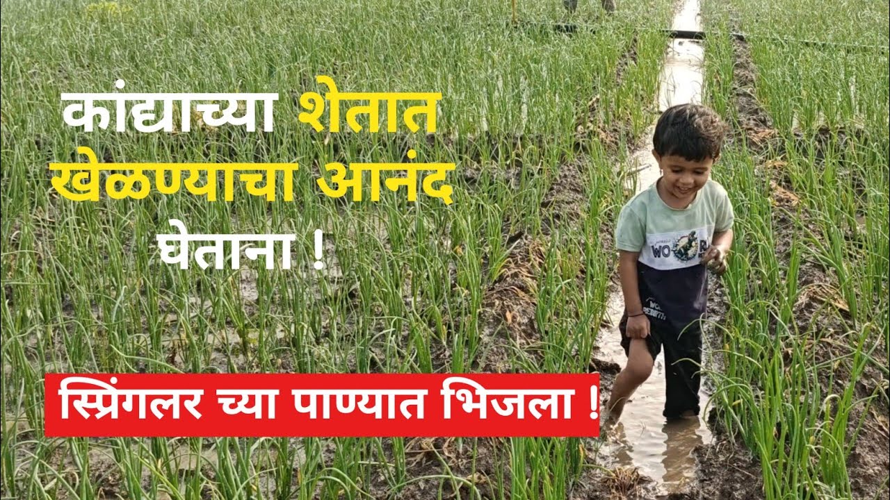कांद्याच्या शेतातील मज्जा |  दांडातून चालतांनी स्प्रिंगलर च्या पाण्यात भिजणे #cutebaby #farming 