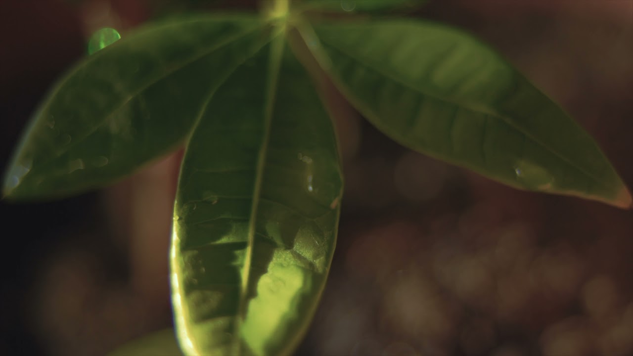 Green | Shot on Sony A7RIII with Contax  Zeiss  35-70mm f3.4