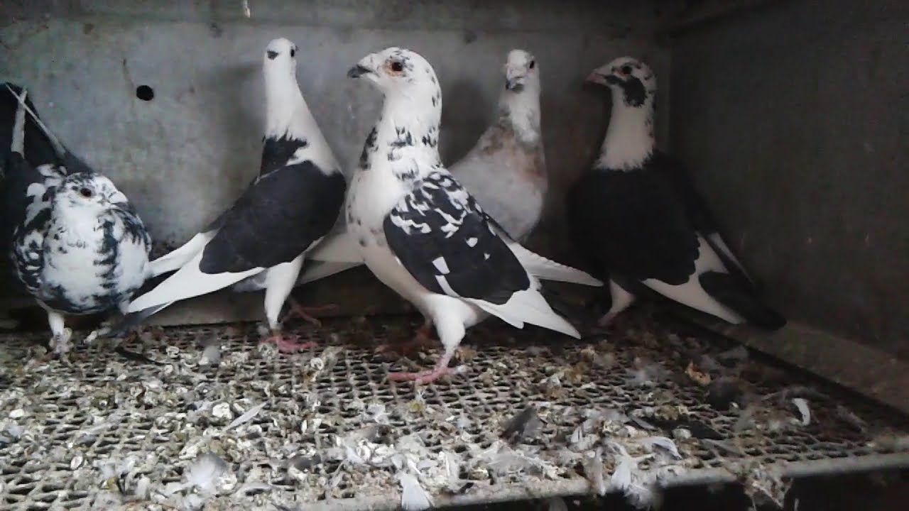 Different colour saddles pigeons